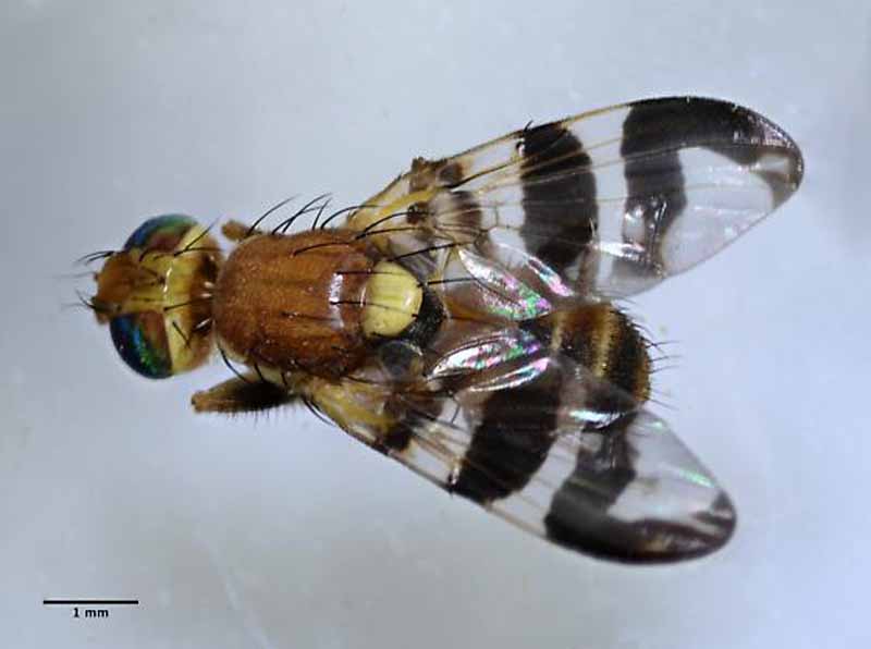 Top view of Rhagoletis completa - Walnut Husk Fly on a gray background.
