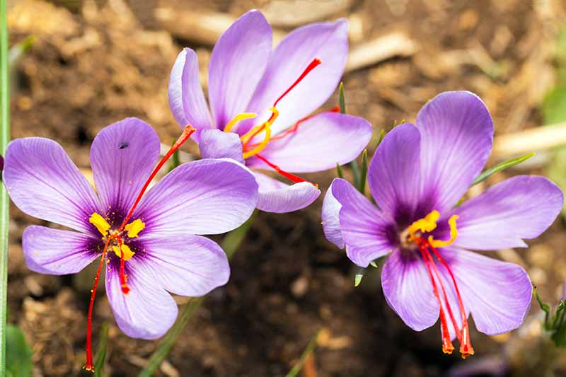 Vertical overhead image of three pale purple saffron crocus blossoms, with orange saffron threads visible at the centers of each, growing in brown soil.