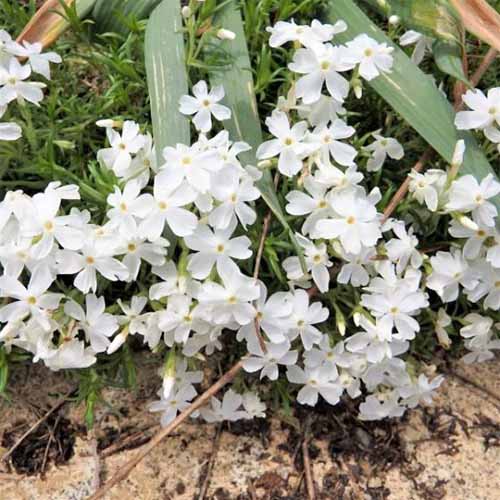 Closeup square image of white 'Snowflake' creeping phlox flowers with green leaves in the background, growing in brown soil.