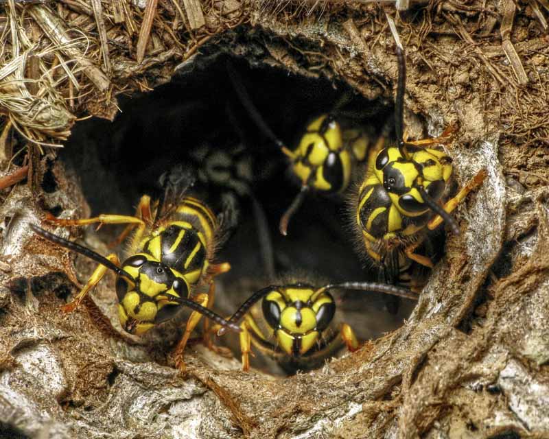 A close up horizontal image of yellowjacket wasps emerging from the ground.