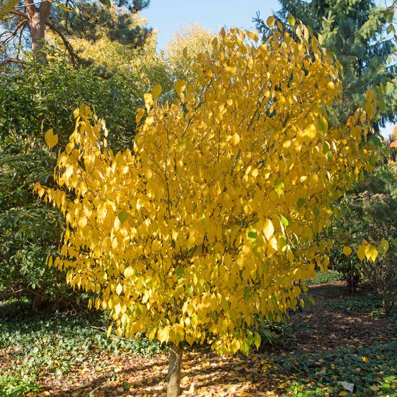 A Spicebush (Lindera benzoin) shrub with bright yellow leaves in the autumn.