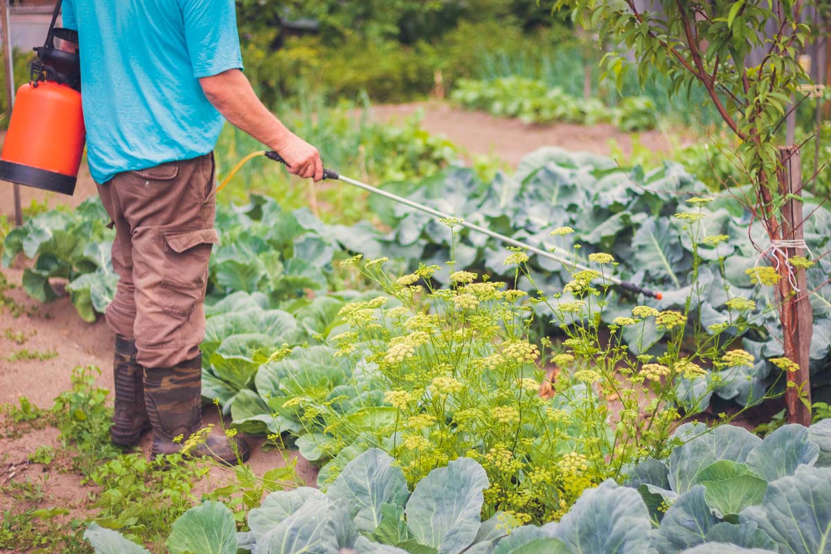 A man uses a pump sprayer to apply Bacillus subtilis to vegetable garden.
