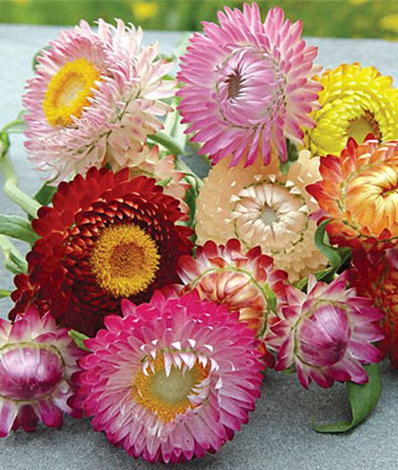 A bunch of mixed colored everlasting flowers.