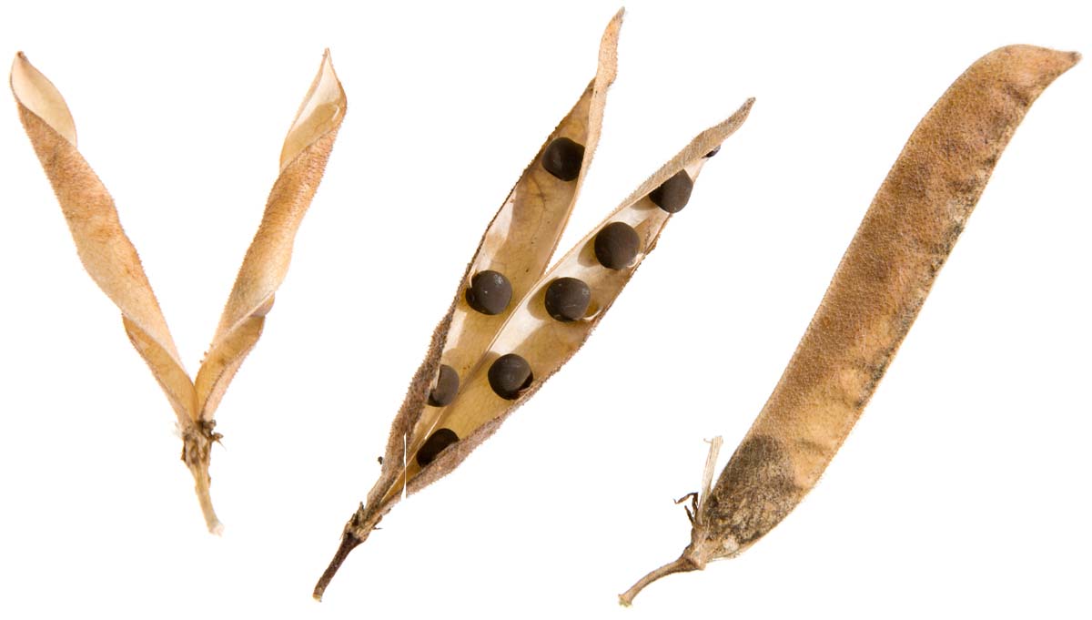 Sweat Pea Seed pods in various stages of maturity on a white, isolated background.