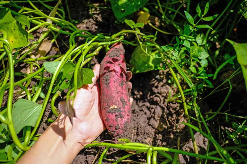 A human hand holds a sweet potato freshly removed from the garden soil.