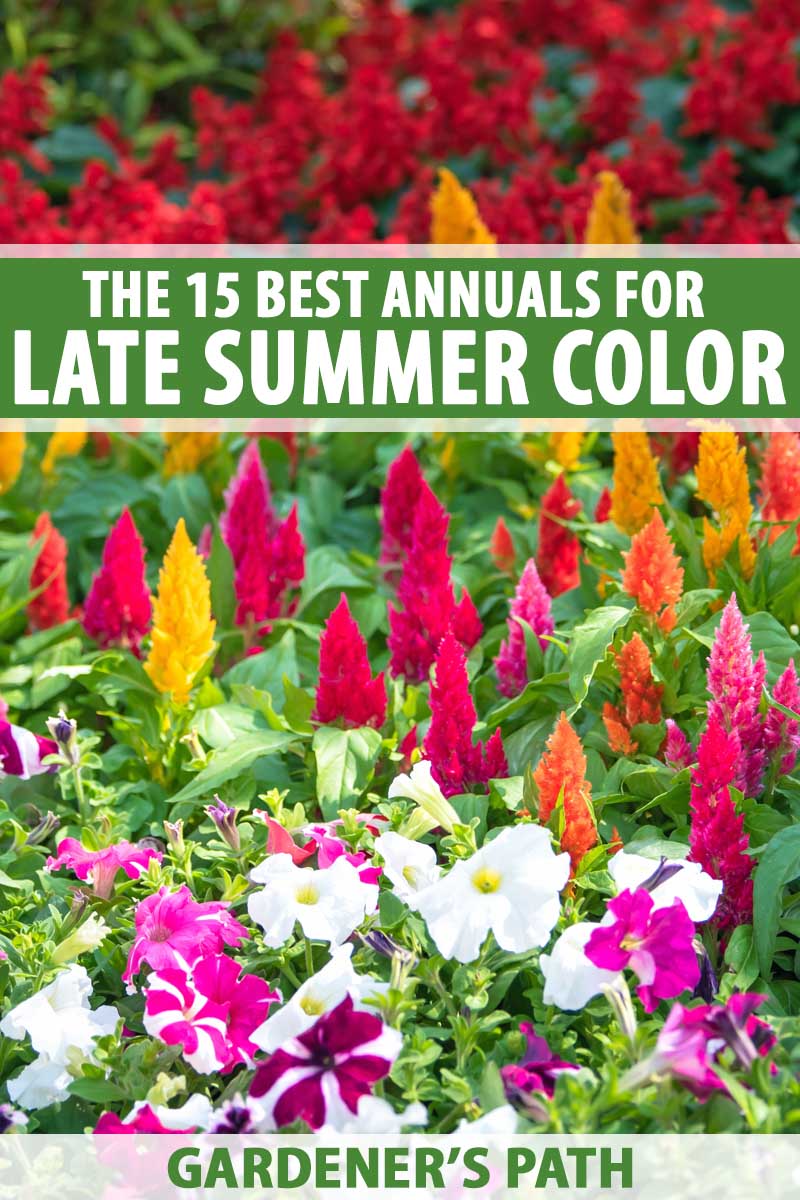 the 15 best annuals for late summer color | gardener's path