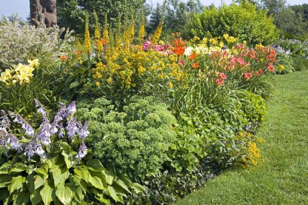 The 19 Best Perennials for Late Summer Color | Gardener's Path