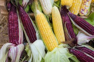 11 of the Best Varieties of Sweet Corn to Grow at Home