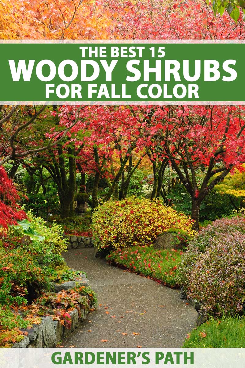 Best 20 Woody Shrubs for Fall Color Make Your Autumn Landscape Pop