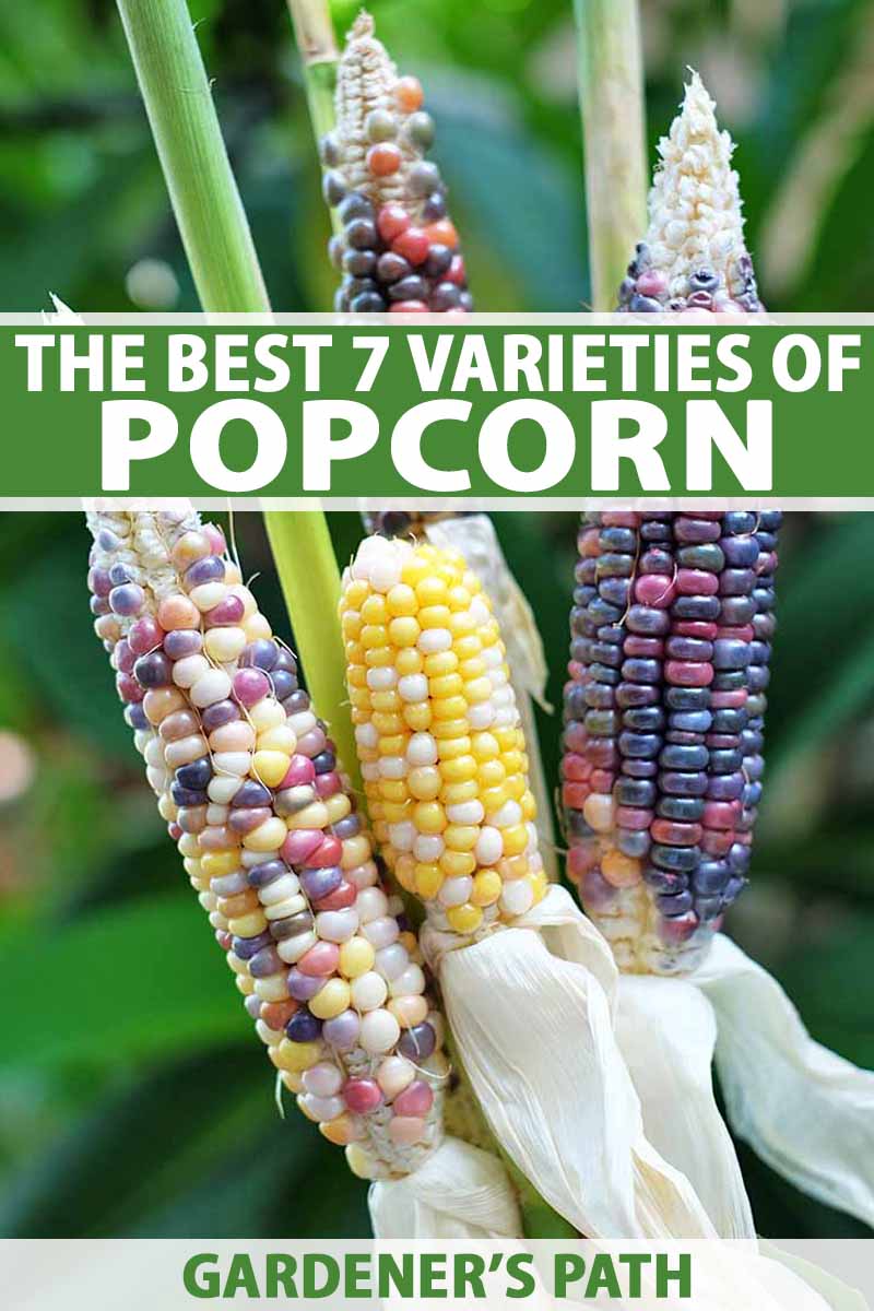 100 Miniature INDIAN CORN Ornamental SEEDS 5" to 6"  Colorful Ears Fingers Size 