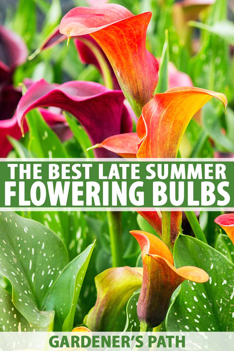 15 best late summer flowering bulbs | gardener's path