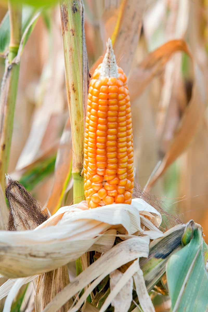 Vertical image of an upright cob of orange-yellow popcorn with the dried husk pulled back, on a dead cornstalk with more dried and dying stalks in the background.