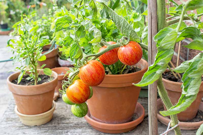 The Best 11 Vegetables To Grow In Pots, Container Vegetable Gardens Images