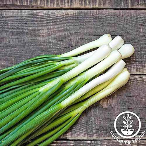 Square overhead image of several trimmed 'Tokyo Long White' bunching onions, with white bulb ends and green tops, on a wood surface.