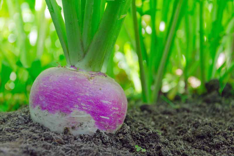 A close up horizontal image of a turnip growing in the vegetable patch pictured on a soft focus background.