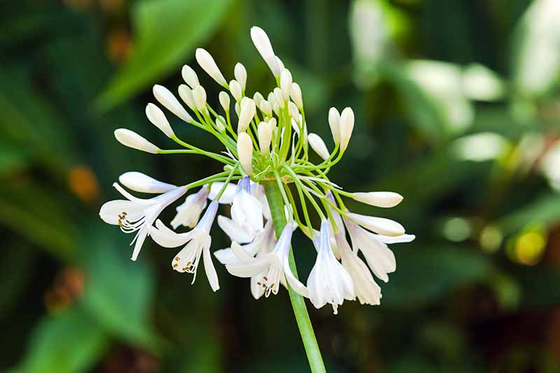 Closeup image of a white and pale blue flower cluster and buds of the 'Twiter' variety of bicolor agapanthus, on a green stem, with green foliage in dappled sunlight in soft focus in the background.