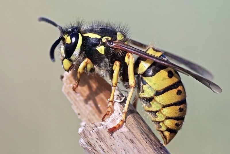 A close up horizontal image of a side profile of Vespula germanica German wasp, European Yellowjacket. Macro shot.