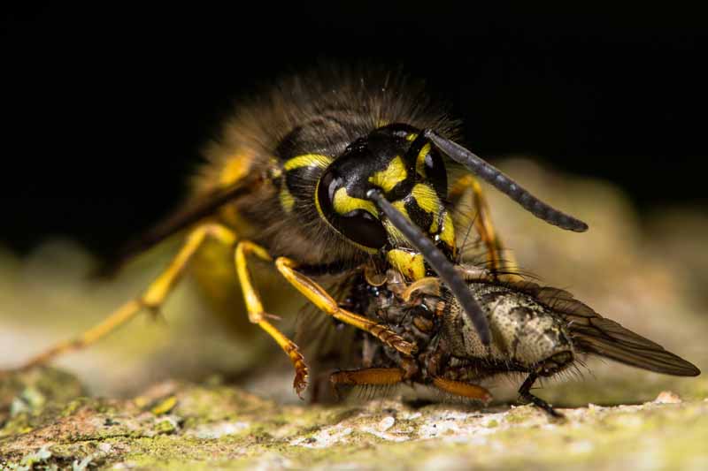 A close up horizontal image of a Vespula vulgaris eating a fly, pictured on a soft focus background.