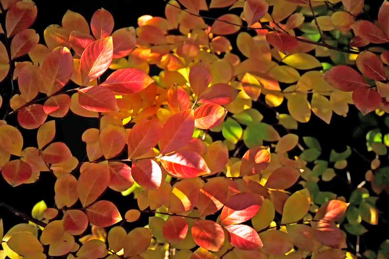 Orange and yellow leaves of Victor Crepe Myrtle (Lagerstroemia indica ‘Victor’) in the fall.