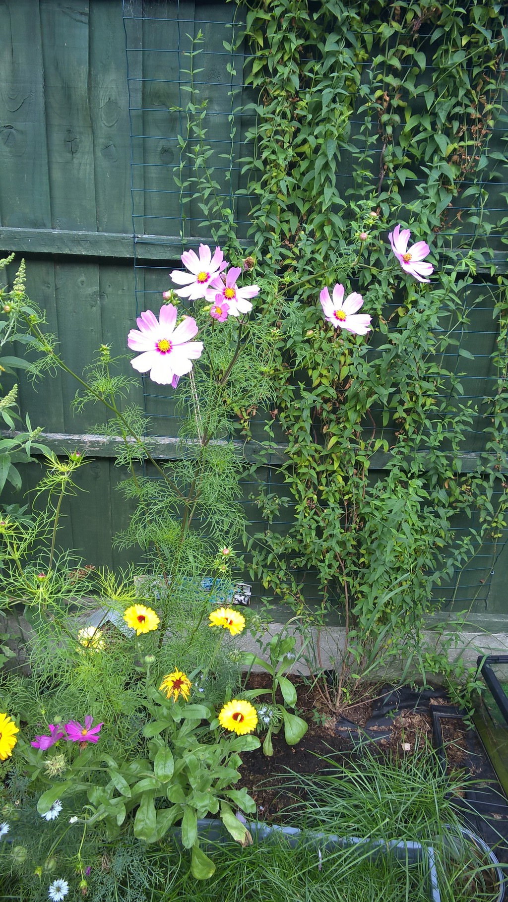 How To Grow And Care For Colorful Cosmos Flowers Gardener S Path