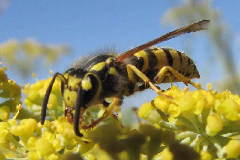 A close up horizontal image of a western yellowjacket, Vespula pennsylvanica on fennel flowers. Side profile view.