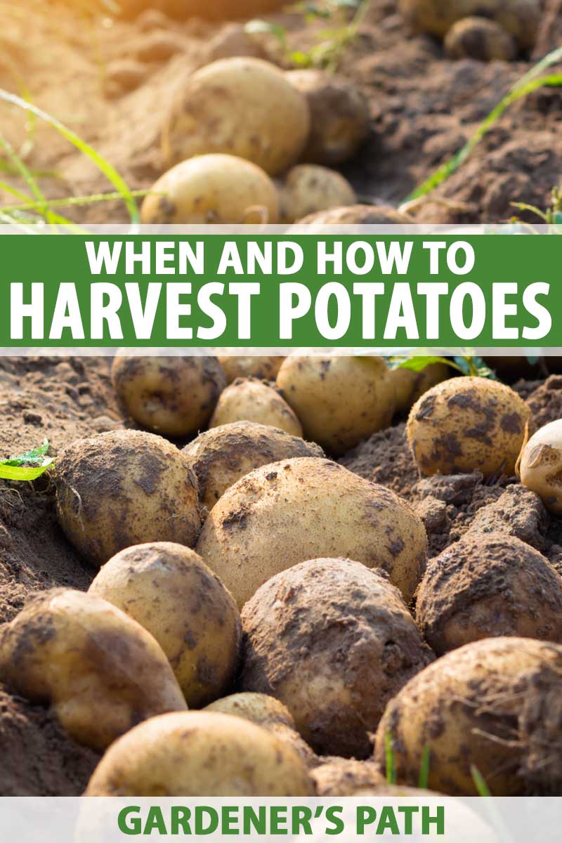 When And How To Harvest Homegrown Potatoes Gardener S Path