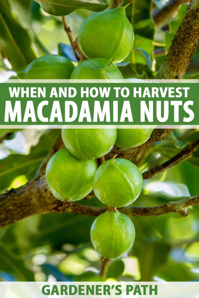 Green macadamia nuts on a tree branch.