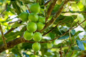 When and How to Harvest Macadamia Nuts