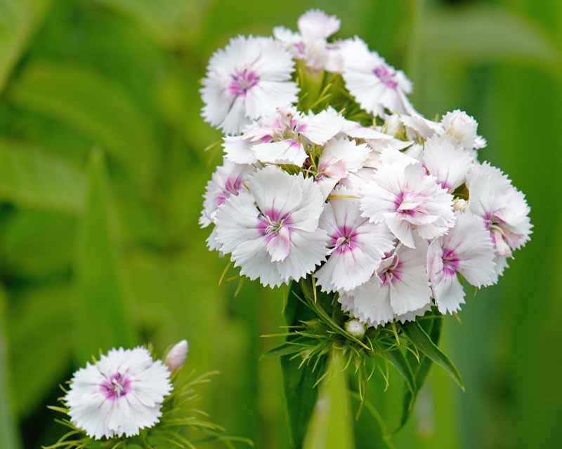 White with pink centered garden pink Dianthus plumarius flowers in bloom. Close up with diffused background.
