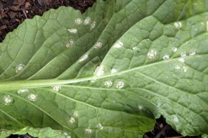 How to Identify and Prevent White Rust on Turnip