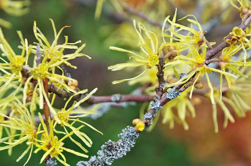 A close up horizontal image of the yellow autumn blooms of common witch hazel pictured on a soft focus background.
