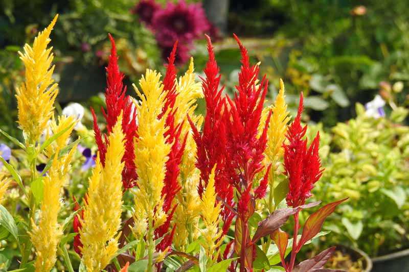 Red and yellow flower stalks of Woolflowers (Celosia) in bloom.
