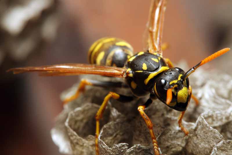 A close up horizontal image of a yellowjacket wasp looking at the camera, pictured on a soft focus background..