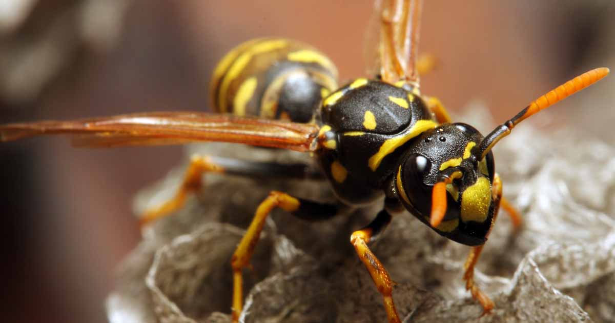 Why yellow jackets are especially mean in the fall - The