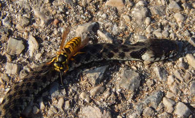 A close up horizontal image of a yellowjacket feeding on a dead water snake