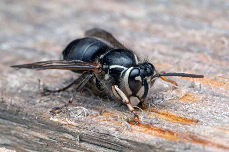 A close up horizontal image of a bald faced hornet on a weathered wooden surface.