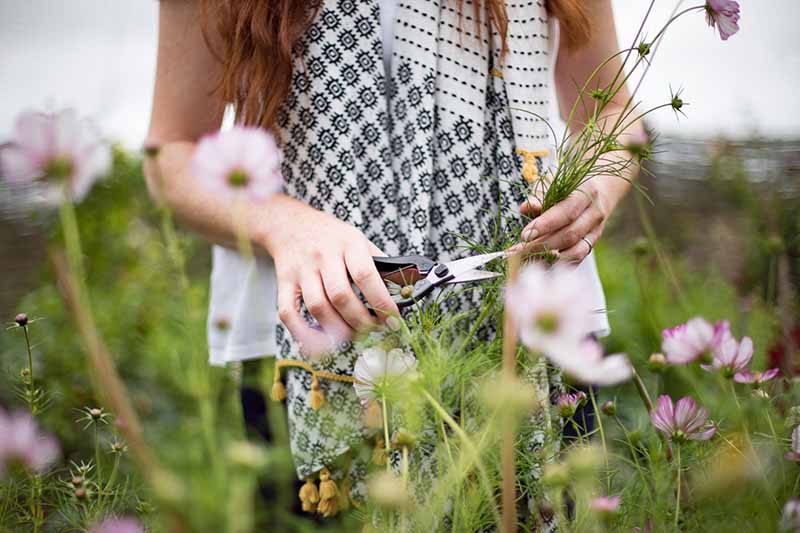 Closely cropped horizontal image of a woman's torso dressed in a black and white patterned sleeveless tunic, using small garden shears to snip flowers in the garden, with more white blossoms in the foreground, with selective focus, against a white sky.