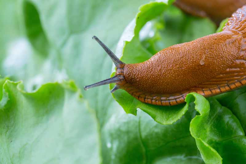 Close up of a slug crawling on leafy greens.
