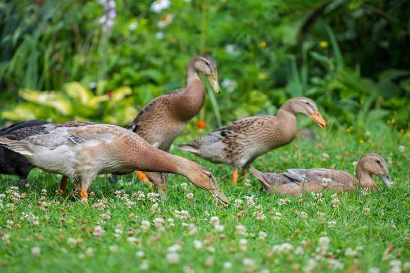 A group of four brown Indian runner ducks in a backyard garden patrolling for slugs, snails, and other pests.