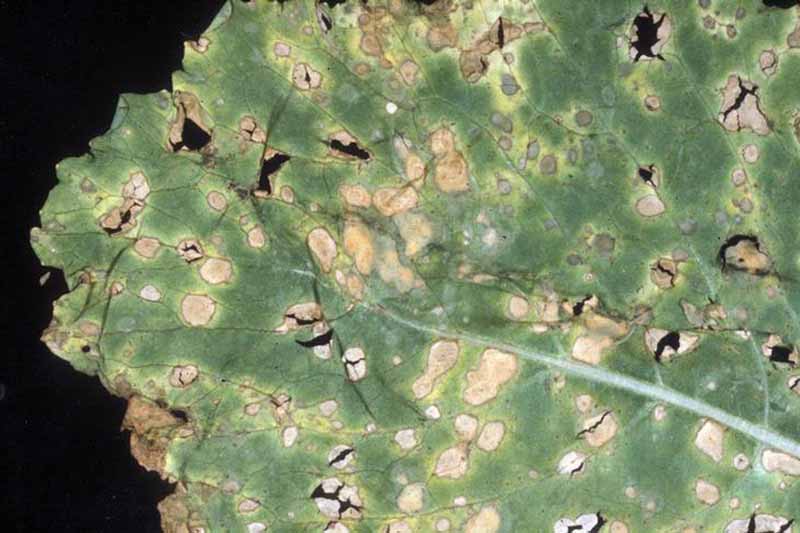 Top down view of anthracnose spots on turnip.