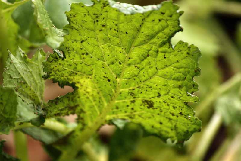 Black aphids cover a turnip leaf in a heavy infection.