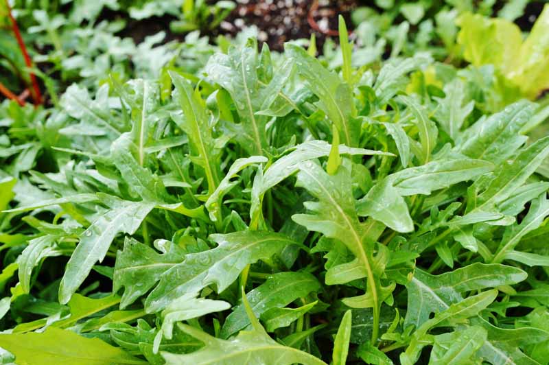 How to Plant and Grow Arugula  Add  Rocket  Greens to Your Garden - 29