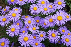 A close up horizontal image of a mass planting of Aster alpinus 'Goliath' in bloom. Flowers have lavender petals and yellow centers.