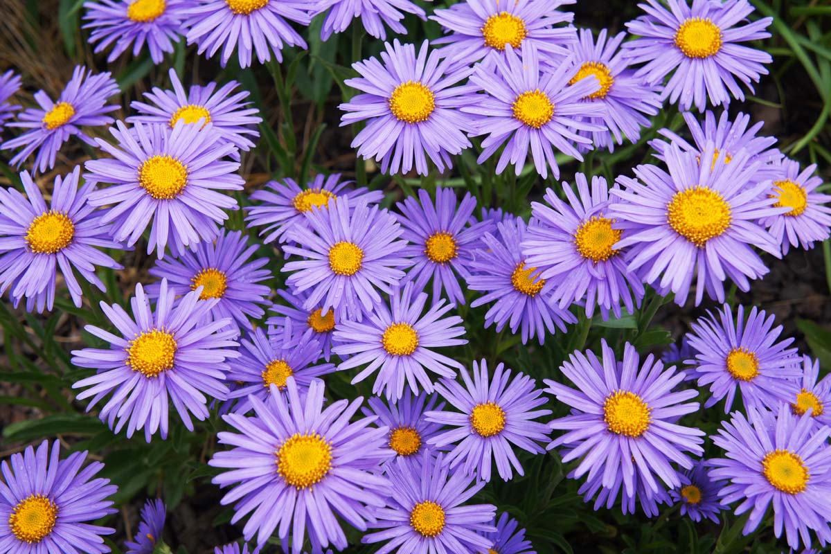 aster flower growing guides, tips, and info | gardener's path