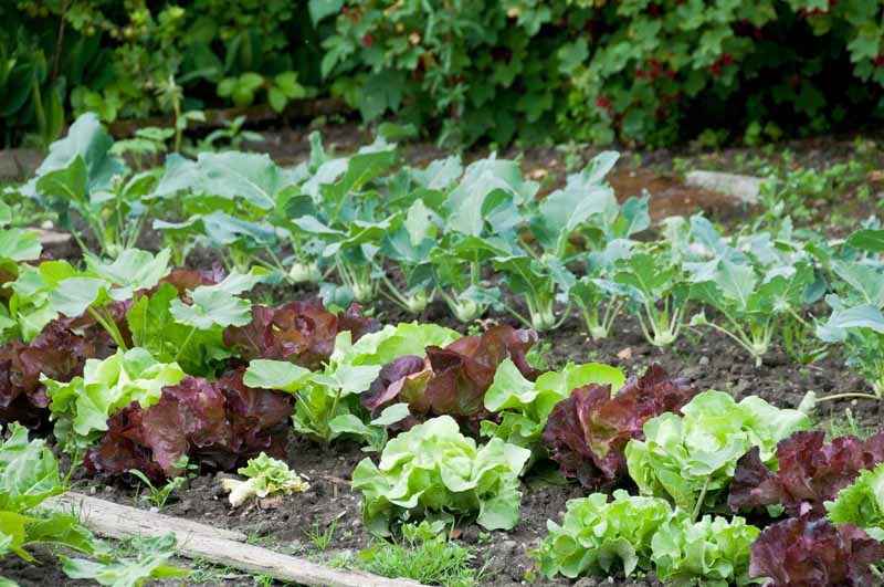 Green and red lettuce and kohlrabi plants on an autumn vegetable garden patch