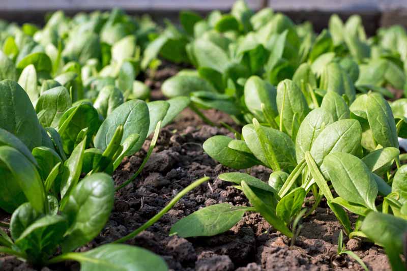Close up of young spinach plants in a vegetable garden designed with succession planting in mind.