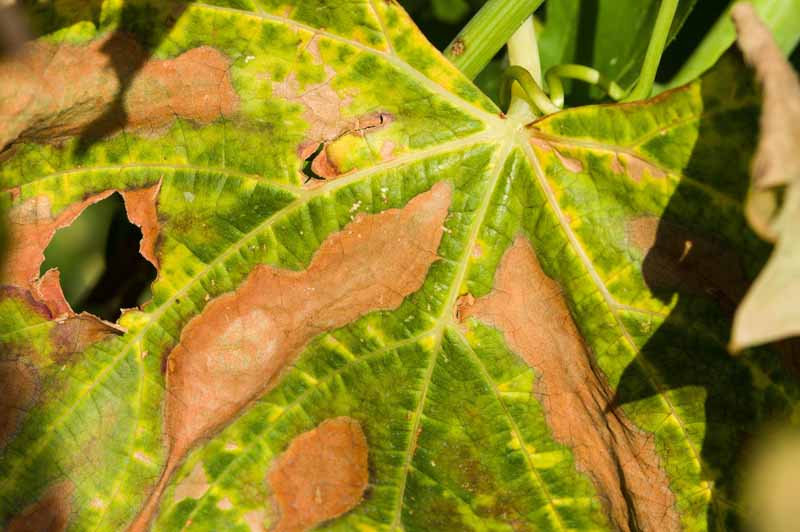 Close up of a grape leaf with browning caused by Pierce's Disease.
