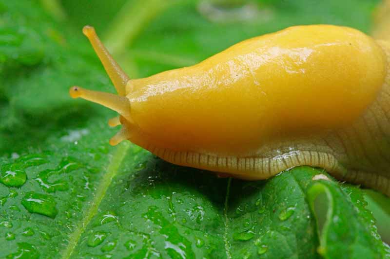 Macro shot of a banana slug on brassica foliage.