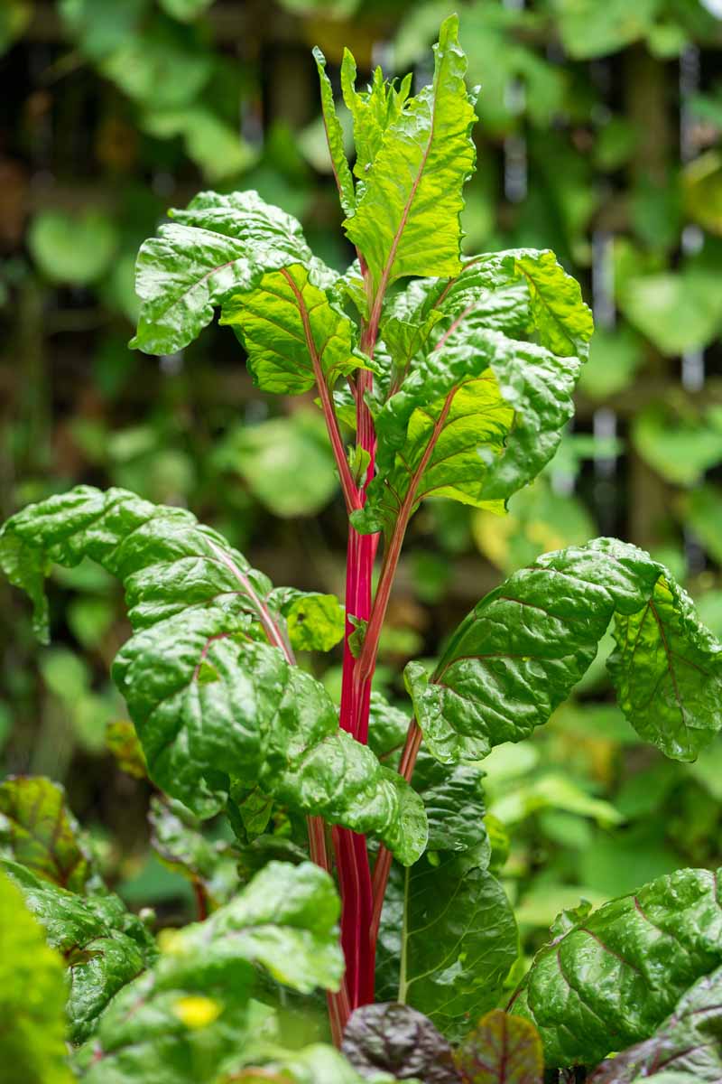 A Swiss chard plant that is bolting and forming seed heads.