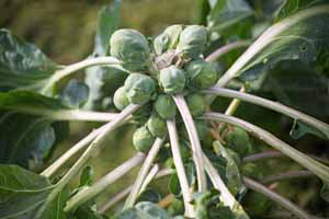 Close up of Brussels sprouts growing on the stalk.